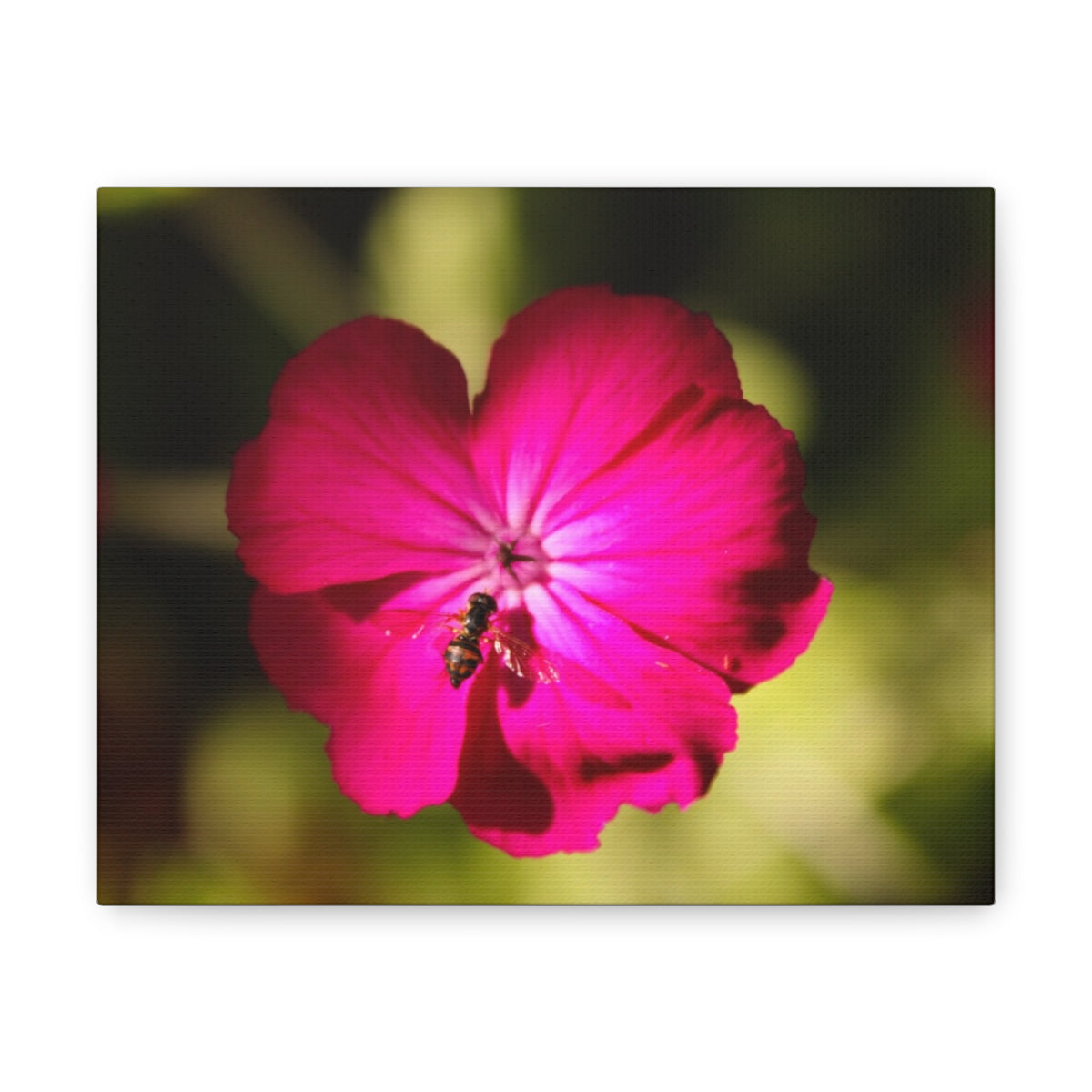Photography & Wall Art