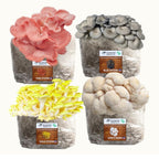 4 Pack - Lion's Mane, Gold, Pink, and Blue Oyster Mushroom Grow Kit Fruiting Blocks