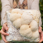 4 Pack - Lion's Mane, Gold, Pink, and Blue Oyster Mushroom Grow Kit Fruiting Blocks