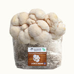 4 Pack - Lion's Mane, Gold, Pink, and Blue Oyster Mushroom Grow Kit Fruiting Blocks